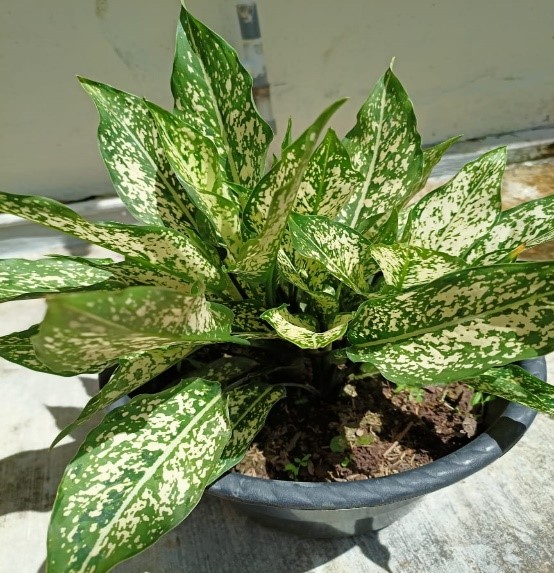 Tanaman Hias Peningkat Produktiftas di Pengadilan Agama Pulang Pisau